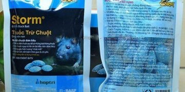 Cảnh giác với ngộ độc thuốc diệt chuột kháng vitamin K
